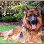 pastere-tedesco-german-sheperd-dog