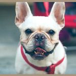 bulldog francese