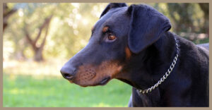 Scopri di più sull'articolo Rubrica razze canine: vi presentiamo Il Dobermann.