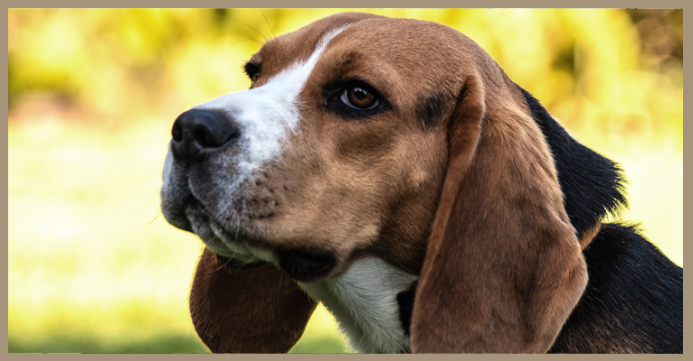 Al momento stai visualizzando Rubrica razze canine: vi presentiamo il Beagle
