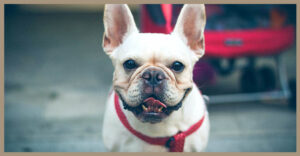Scopri di più sull'articolo Rubrica razze canine: vi presentiamo Il Bulldog francese.