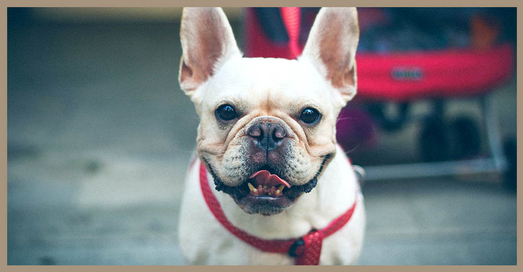Scopri di più sull'articolo Rubrica razze canine: vi presentiamo Il Bulldog francese.