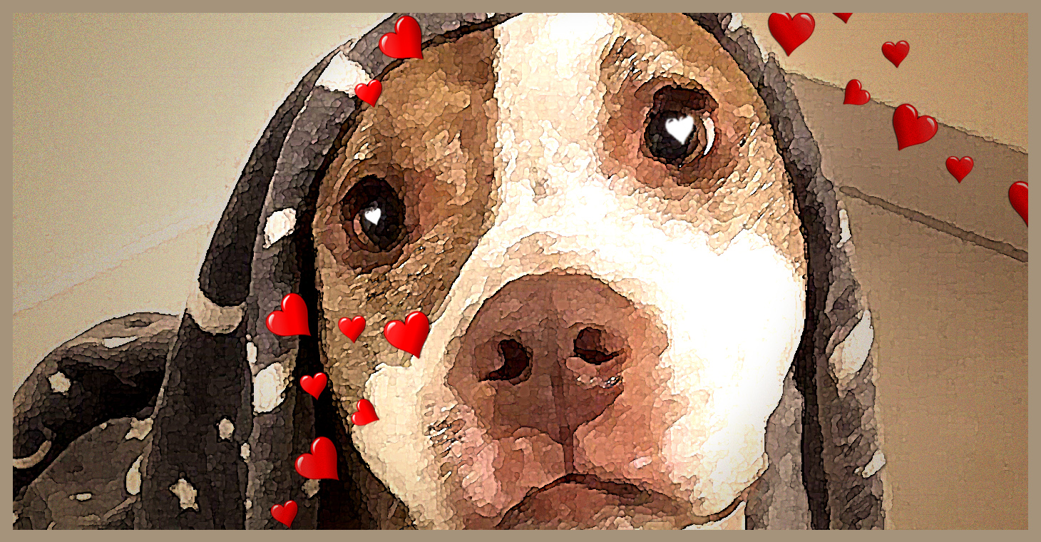 Al momento stai visualizzando La storia di Mahè: quando l’adozione di un cane diventa una storia d’amore.