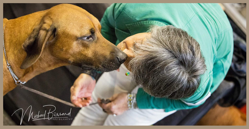 Scopri di più sull'articolo Rubrica razze canine: oggi intervistiamo Elisabetta Grande, allevatrice di Rhodesian Ridgeback.