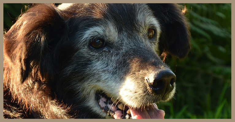 Al momento stai visualizzando I canili sono pieni di cani adulti abbandondati. Adottiamoli!