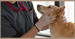 Scopri di più sull'articolo Il veterinario: una professione senza sosta!
