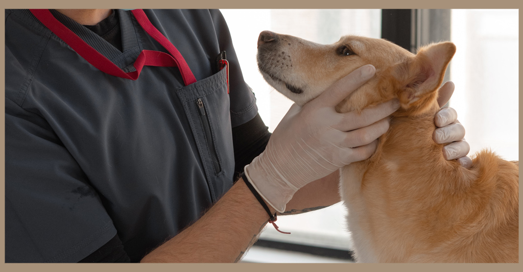 Al momento stai visualizzando Il veterinario: una professione senza sosta!